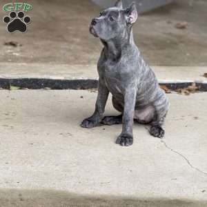 Lemon, Cane Corso Puppy